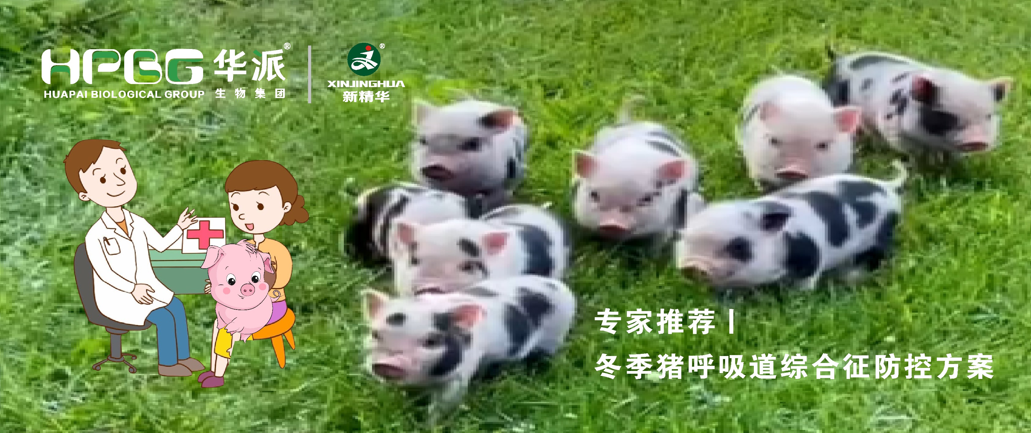 视频丨冬季猪呼吸道综合征防控计划，，，，，，，请收好&hellip;&hellip;