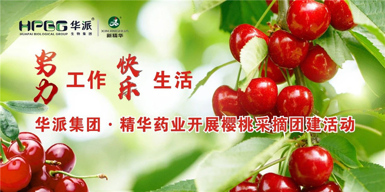 起劲事情 快乐生涯 | 华派集团&middot;万利官网入口药业开展樱桃采摘团建运动